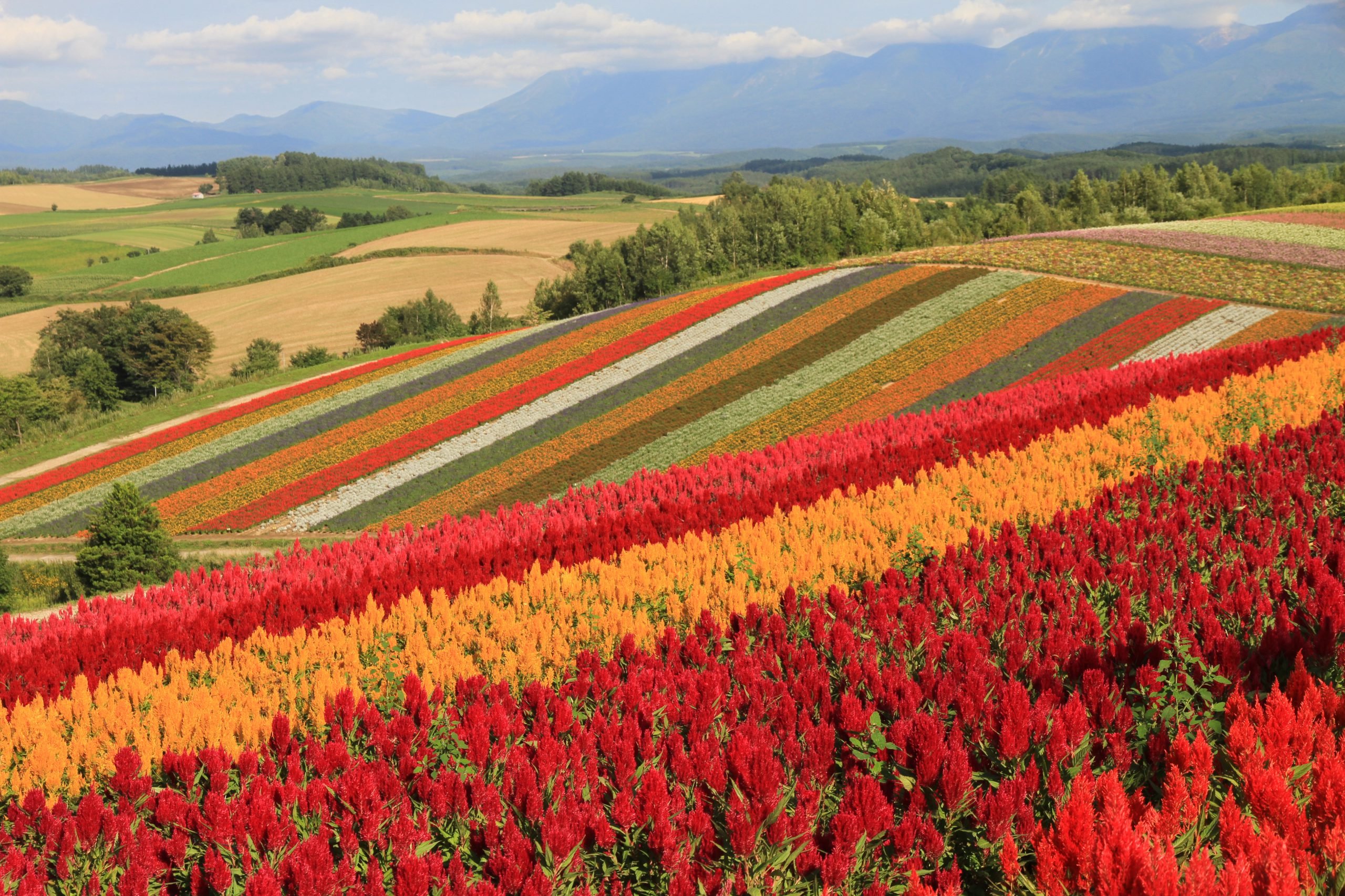 🌸 사계채의 언덕(시키사이노오카) 이미지 1